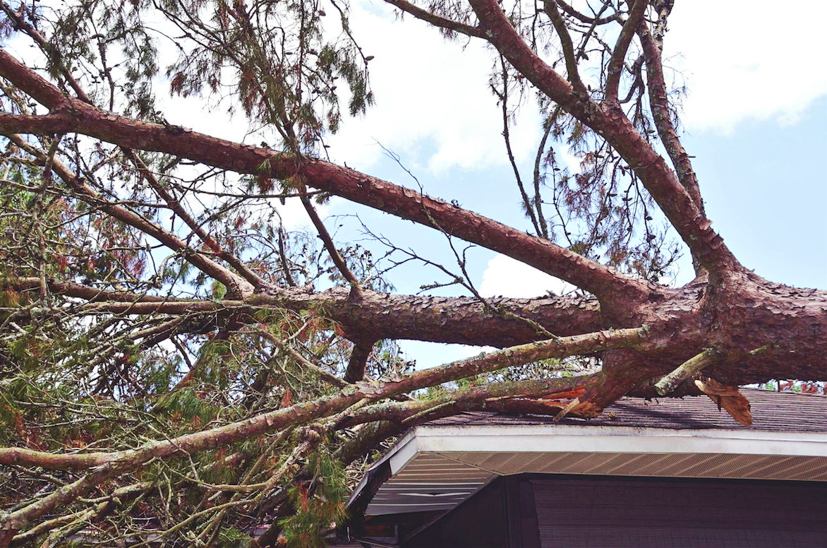 The tree fallen on the house at Abbotsford BC