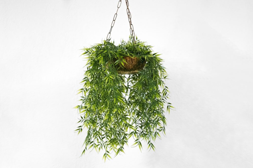Purify your office with plants