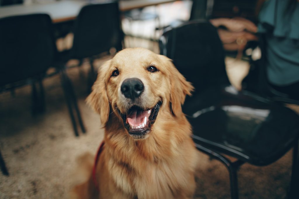 golden retriever 