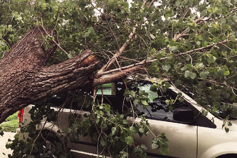 Fallen tree on car - Johnston Meier Insurance