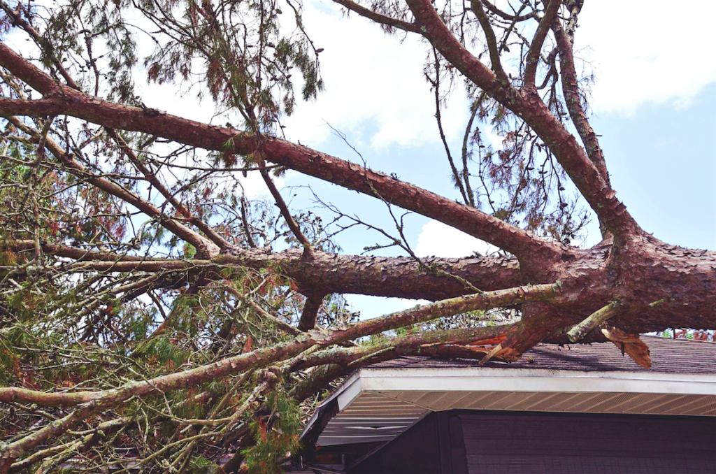 When a Tree Falls, Will My Home Insurance Cover It?